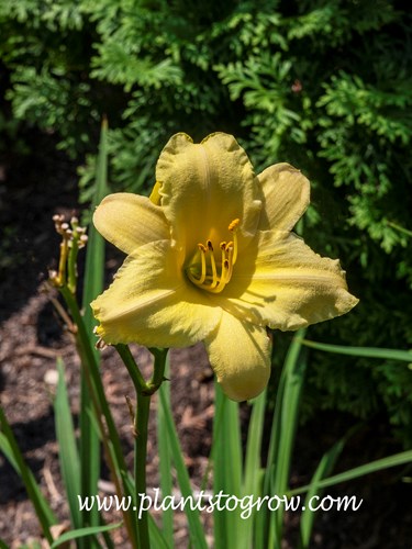 Dustin Domansky Daylily (Hemerocallis)
24 inches tall
buttery yellow with a hint of pink
some rebloom
Intrinsic Perennials introduction